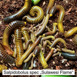 Biete Nachzuchten von Salpidobolus spec "Sulawesi"