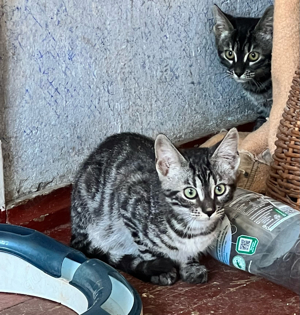 Bengal-Mix Kitten