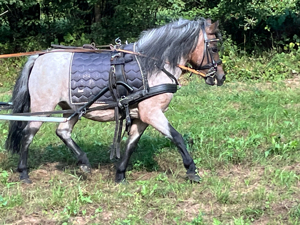 Tolle kinderfreundliche Shettys und Ponys