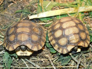 0,0,2 Gelenkschildkröte kinixys belliana belliana F1 nz 24