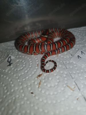 Lampropeltis knoblochi NZ 24 ( Chihuahua-Bergkönigsnatter)