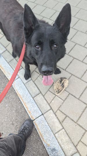 Schwarzer Schäferhund, Rüde, sucht dringend einen schönen Platz 