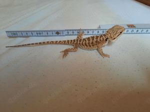 Bartagame 7 2023 sucht neues Zuhause