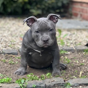 American Bully Hündin sucht Traumschloss 