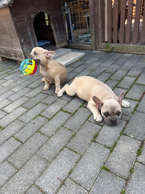 Französische Bulldogge Welpen 