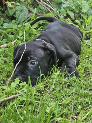 Cane Corso welpe. Mit FCI stammbaum. Kann das nest verlassen.