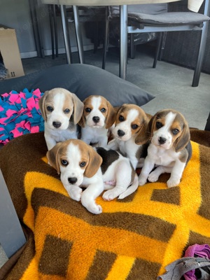 Beagle Welpen Reinrassig 