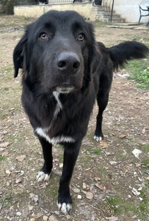  Avery, geb. ca. 01 2022, lebt in GRIECHENLAND, auf Gelände, wo die Hunde notdürftig versorgt werden Bild 6