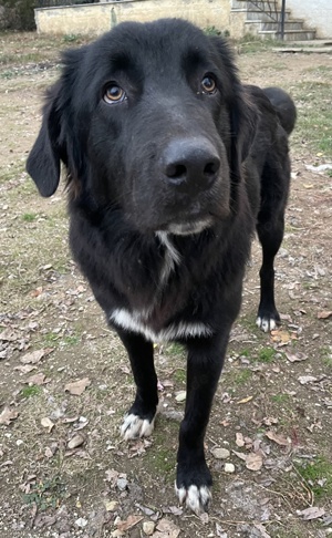  Avery, geb. ca. 01 2022, lebt in GRIECHENLAND, auf Gelände, wo die Hunde notdürftig versorgt werden Bild 7
