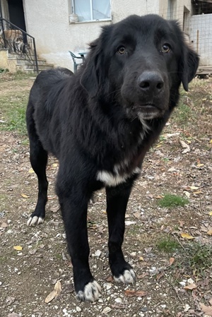  Avery, geb. ca. 01 2022, lebt in GRIECHENLAND, auf Gelände, wo die Hunde notdürftig versorgt werden Bild 4