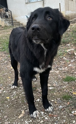  Avery, geb. ca. 01 2022, lebt in GRIECHENLAND, auf Gelände, wo die Hunde notdürftig versorgt werden Bild 2