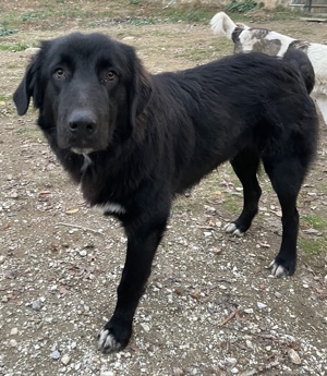  Avery, geb. ca. 01 2022, lebt in GRIECHENLAND, auf Gelände, wo die Hunde notdürftig versorgt werden Bild 3