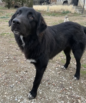  Avery, geb. ca. 01 2022, lebt in GRIECHENLAND, auf Gelände, wo die Hunde notdürftig versorgt werden Bild 5