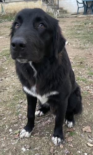  Avery, geb. ca. 01 2022, lebt in GRIECHENLAND, auf Gelände, wo die Hunde notdürftig versorgt werden Bild 10