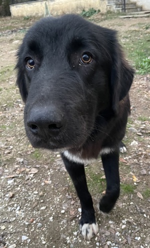  Avery, geb. ca. 01 2022, lebt in GRIECHENLAND, auf Gelände, wo die Hunde notdürftig versorgt werden Bild 9