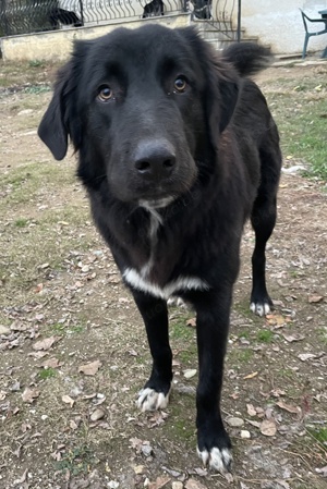  Avery, geb. ca. 01 2022, lebt in GRIECHENLAND, auf Gelände, wo die Hunde notdürftig versorgt werden Bild 8