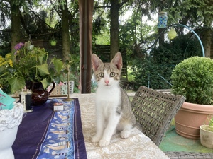 Tiri und ihre Rasselbande - Wunderschöner OKH Türkisch Van Rassemix- Lieblingsmensch gesucht! 