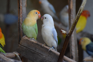 pfirsichköpfchen dilute opaline mit DNA