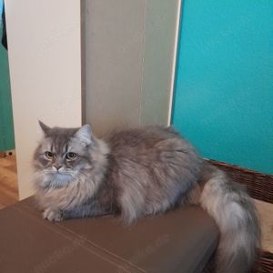 Gesucht wird ein neues zuhause für meinen Ragdoll-Kater 