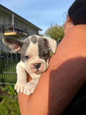 Französiche Bulldogge 