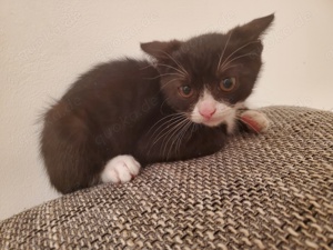 Zuckersüße Bkh-Ekh Kater zu verkaufen 