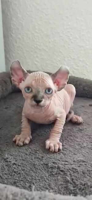 Sphynx Elf Mädchen mit Stammbaum. 