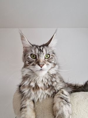 XXL reinrassige Maine Coon Kitten , Eltern mit Stammbaum  Bild 7