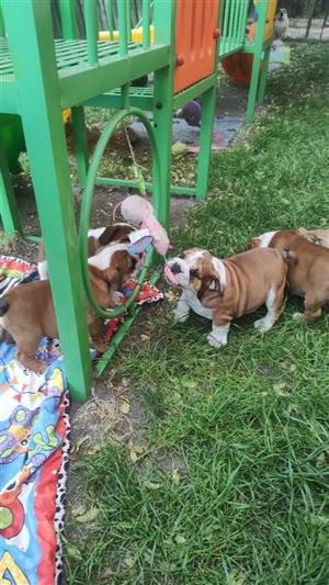 Englische Bulldogge Welpen mit FCI Papiere