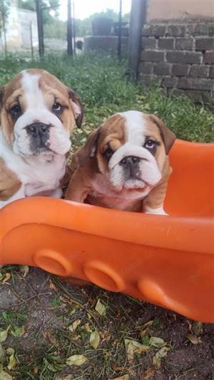 Englische Bulldogge Welpen mit FCI Papiere