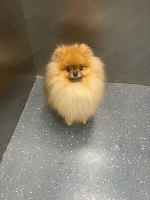 Pomeranian