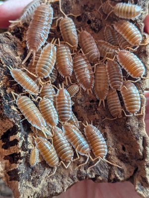12 x Porcellio Hoffmannseggi Orange 