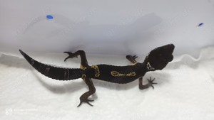 Leopardgecko Black Night 0.0.1 aus 24