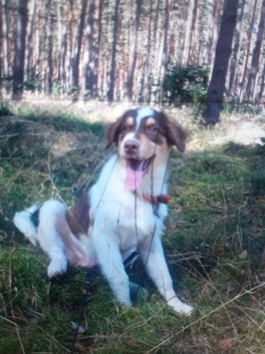 Australian Shepherd zu vermitteln. 