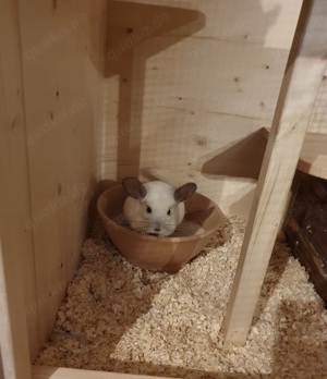 Chinchilla Männchen