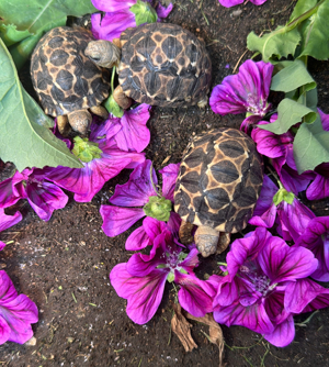 Strahlenschildkröten (Astrochelys radiata)