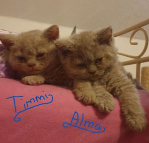 Selkirk Rex Babys, kleine Teddybärchen!