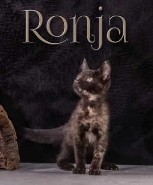 Ronja, ein süßes Katzenmädchen!