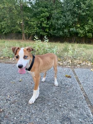 American Bulldog   Australien Shepherd Welpe 