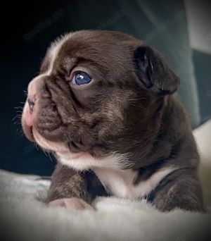 Französische Bulldogge choco 