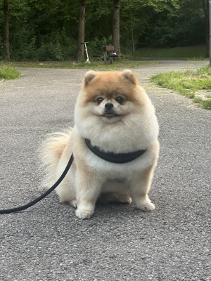 Bärchen Deckrüde Pomeranian Zwergspitz bereit für Ihre Hundedame Bild 3