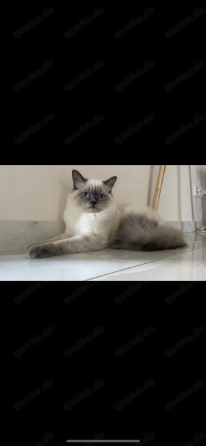 Süßer weißer Ragdoll Kater kitten 