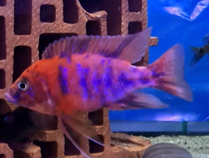 Malawis Aulonocara Redberry OB Bild 2