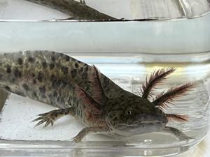 wunderschöne Axolotl - Jungtiere abzugeben