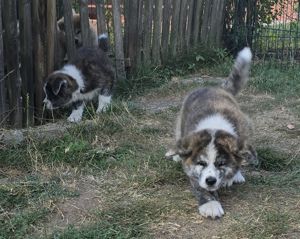 Reinrassige süße Akita Inu Welpen abzugeben !