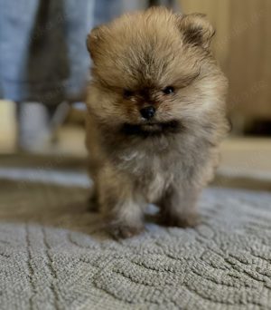 Minii spitz Pomeranian