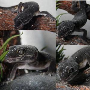 0.2 Leopardgeckos Black Night het. Eclipse het. Murphy Patternless