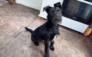 schwarze Perle sucht ein tolles Zuhause. Adopt. Don t shop.