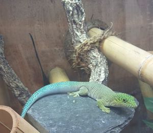 Phelsuma standingi (NZ 2023)