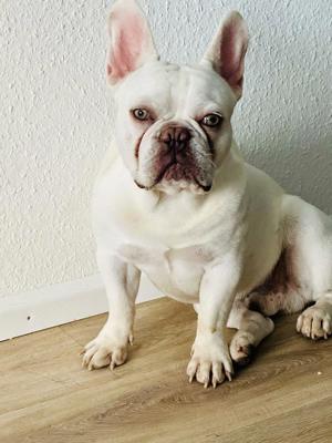 französische bulldogge 