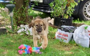 Olivia sucht ein liebevolles Zuhause!